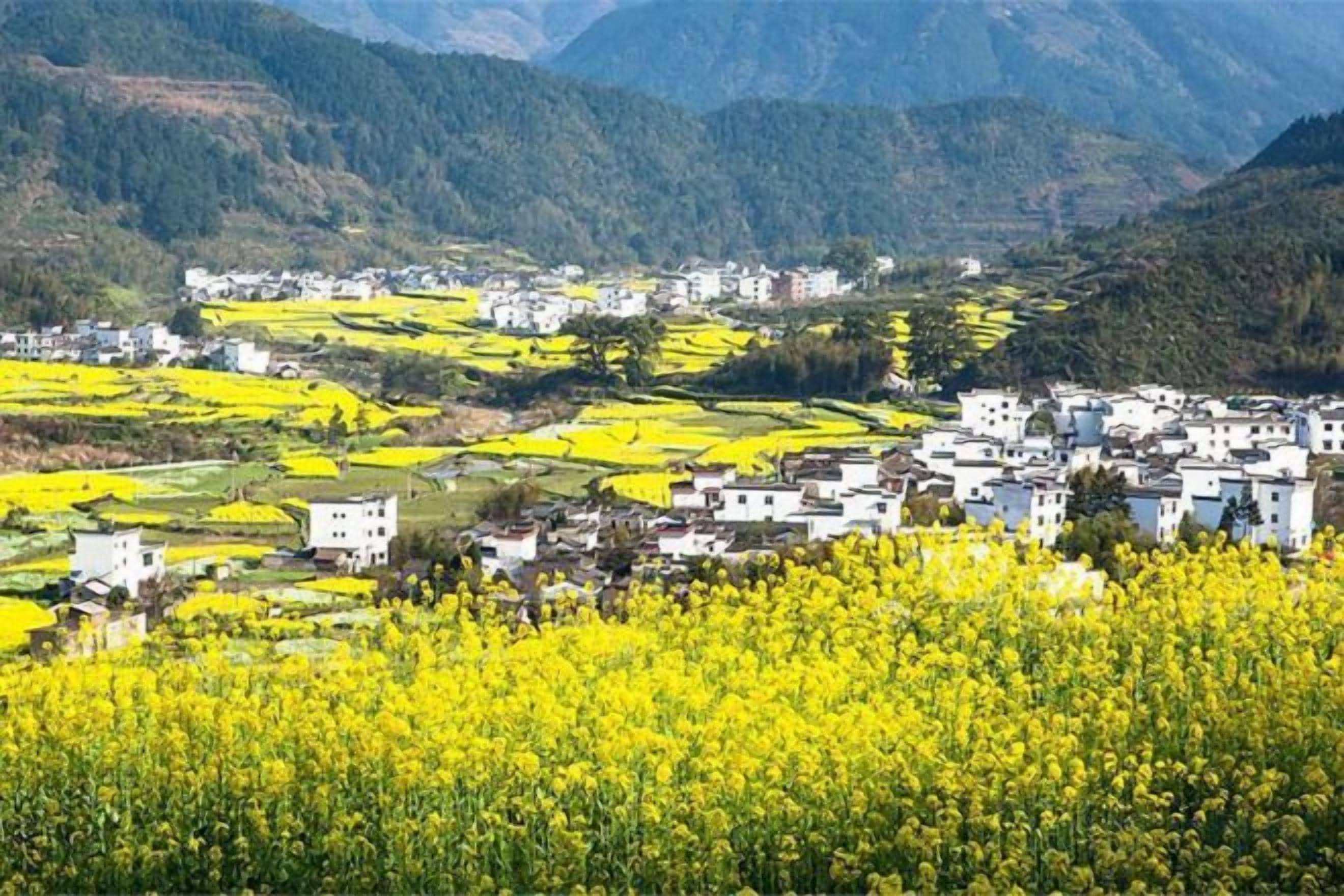 A rural village with white buildings and yellow fields.