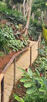 Un sendero de madera en un jardín con diversas plantas y árboles.