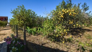 An orchard with lemon trees, a fenced area, and a building in the background. - Stunning home in Marza (Marza)
