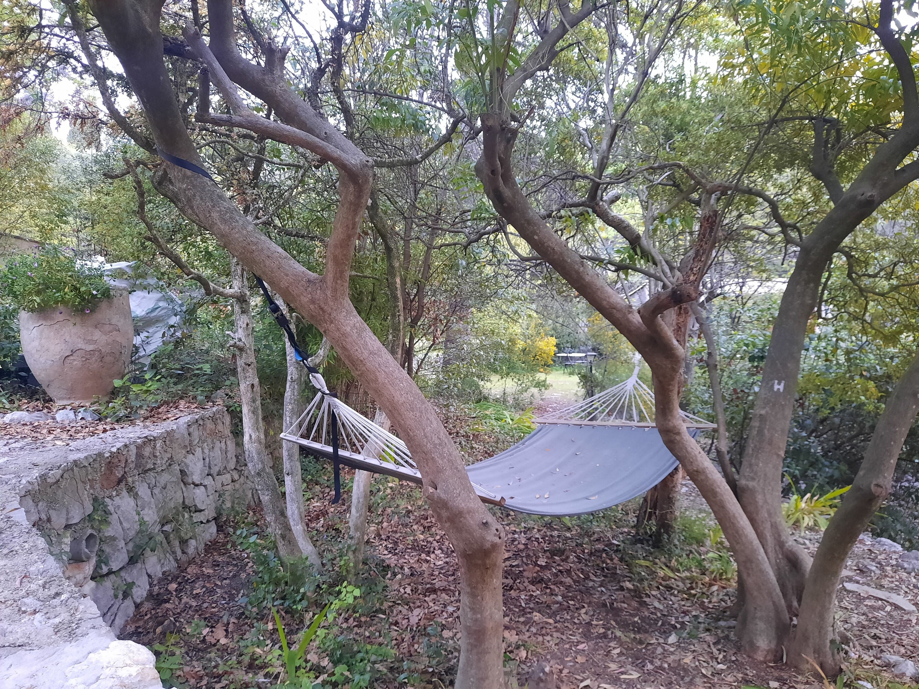 A hammock suspended between trees in a garden setting.