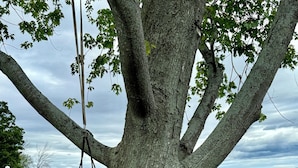 Ein großer Baum mit einer Schaukel in seinen Ästen, eine Wiese und im Hintergrund ein Gewässer.