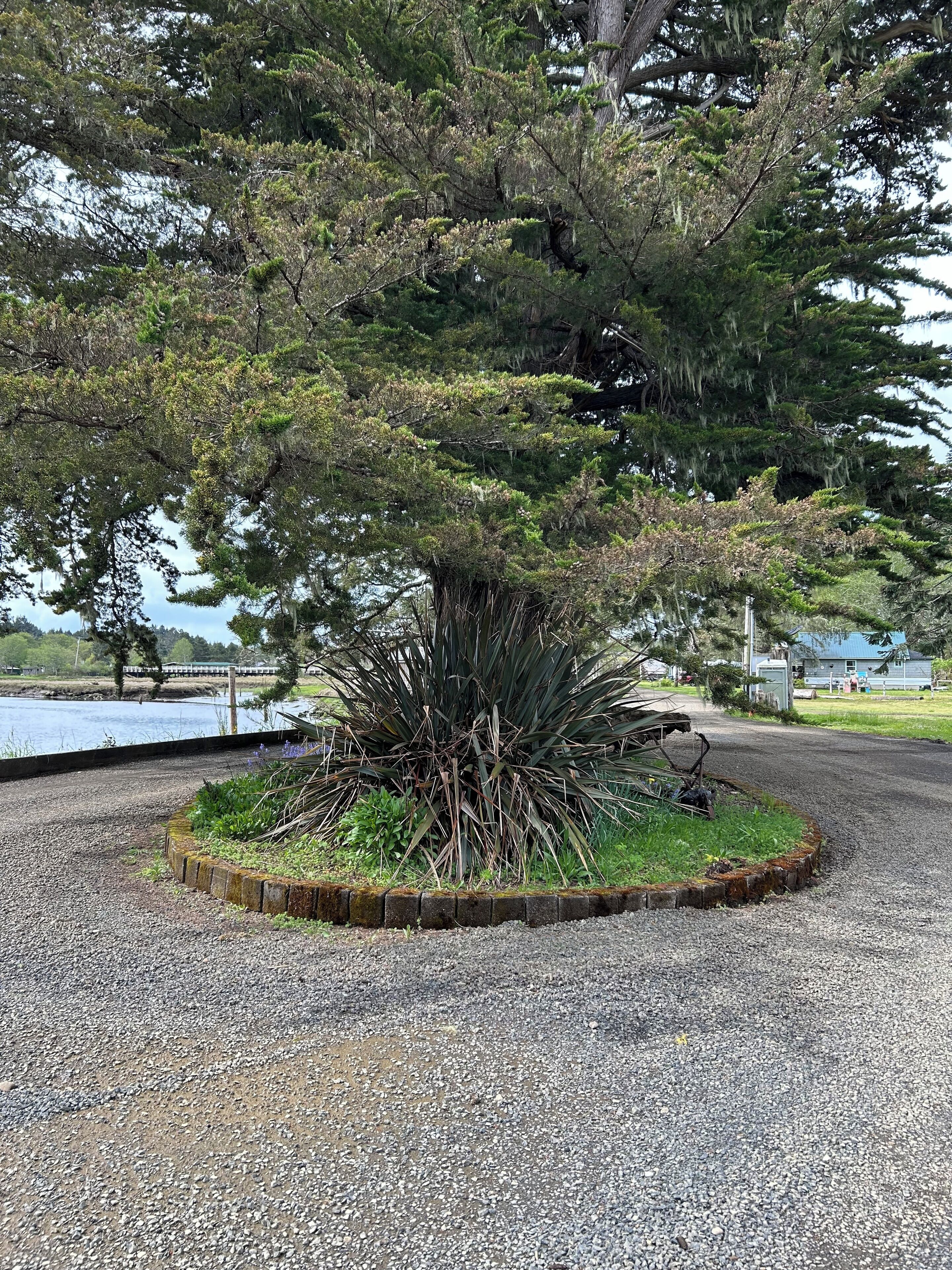 Historical Ghost Forest 
