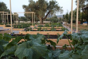 Garden - Emirsoy Harası (Seferihisar)
