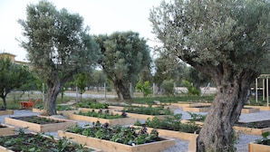 Un jardin avec des plates-bandes surélevées en bois et des oliviers.