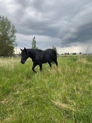 A horse in a grassy field with a cloudy sky. - Little cabin. Big skies. Serious comfort and relaxation. Legendary views. (Belgrade)