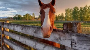 A horse's head peeking over a wooden fence.