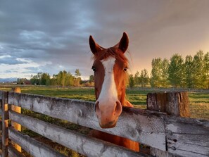 A horse's head peeking over a wooden fence.