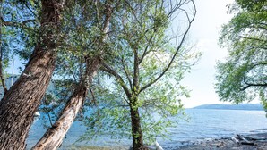 Paisatge natural amb un arbre, una massa d'aigua i una cadena de muntanyes a la distància.