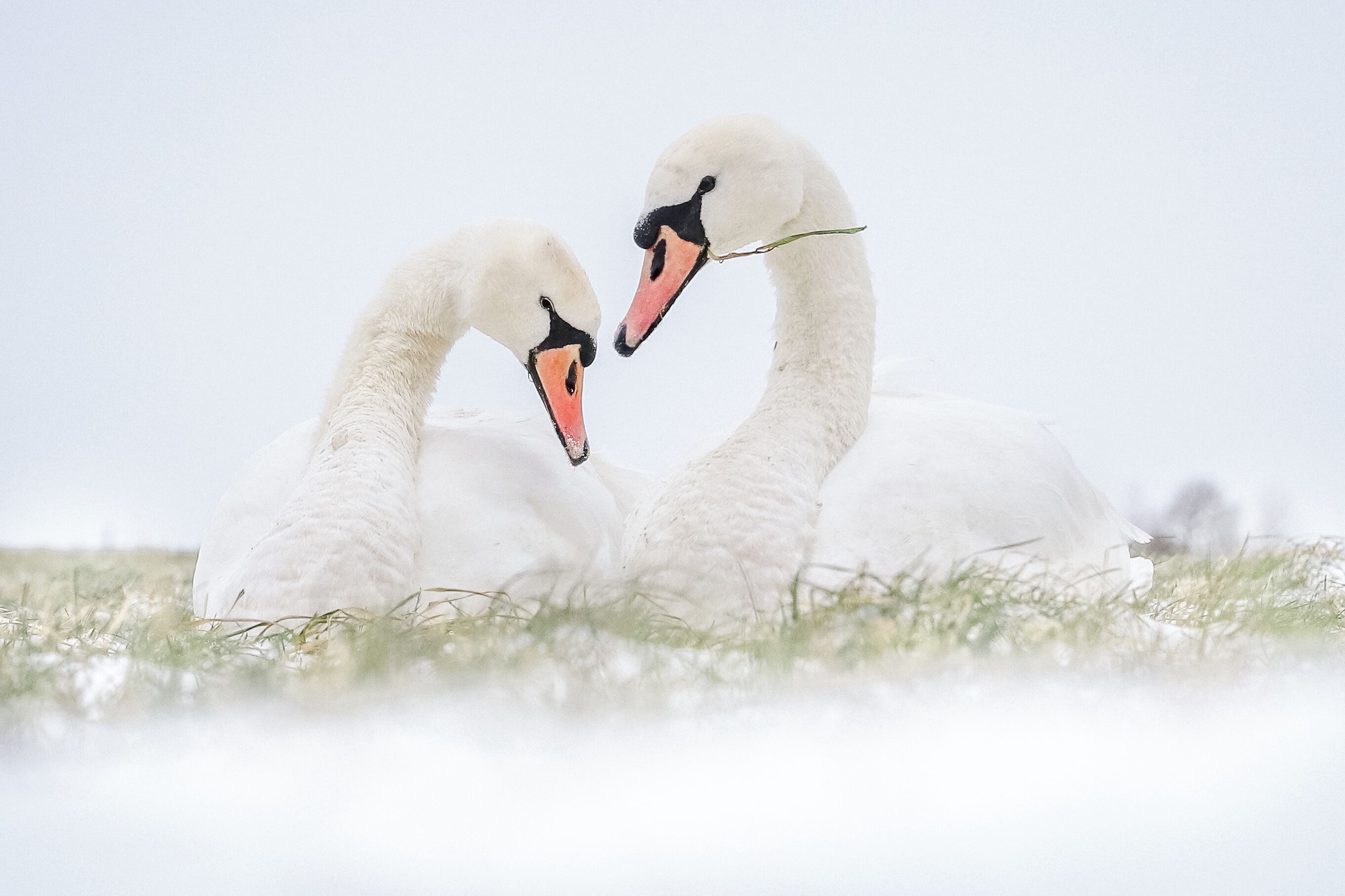 Deux cygnes dans un champ enneigé.
