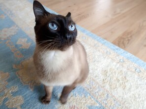 Aceita animais de estimação