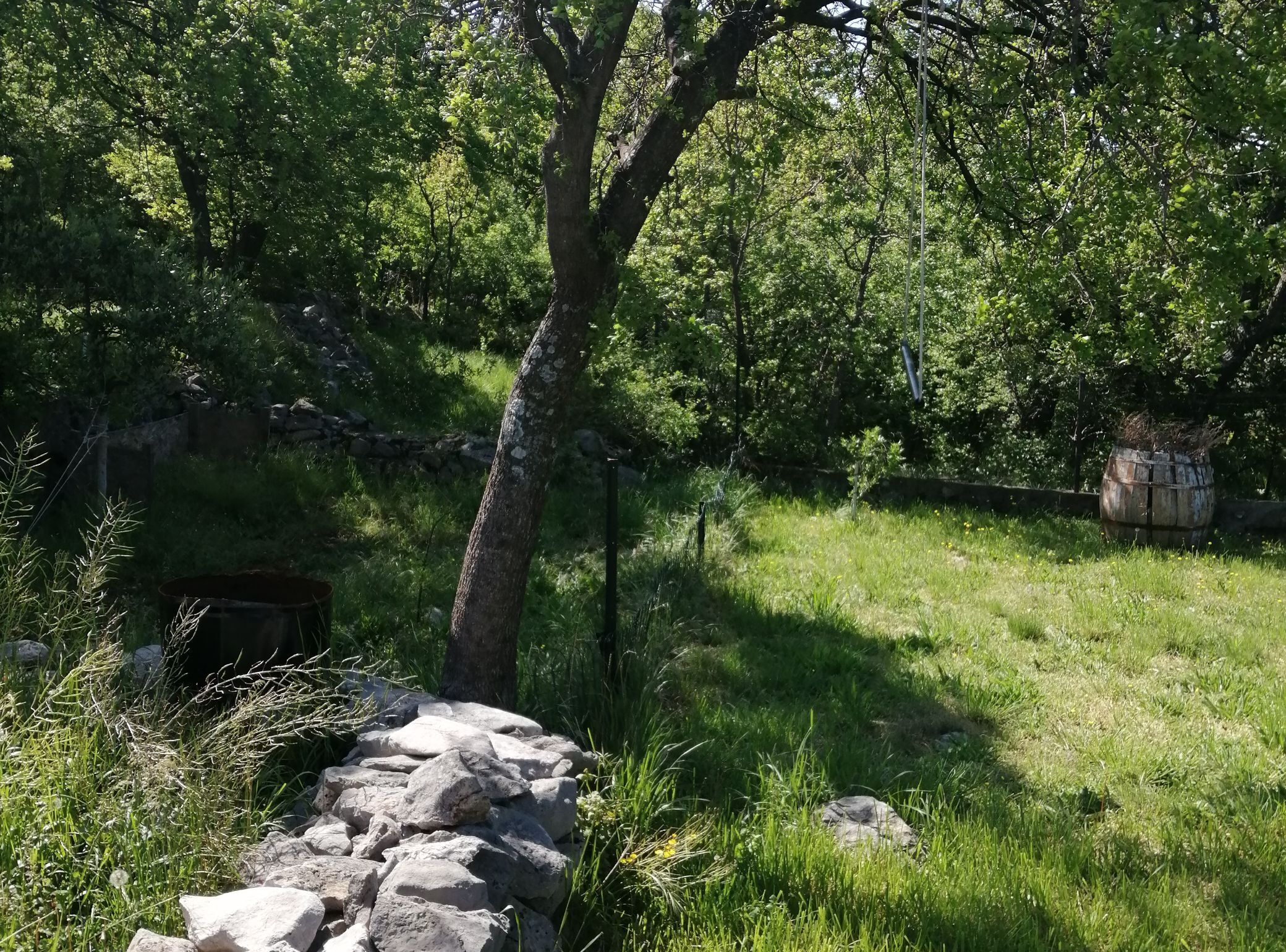 Entorno natural al aire libre con un árbol, rocas y un muro de piedra.
