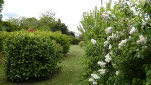 Een goed onderhouden tuinpad met weelderige begroeiing en witte bloeiende struiken.