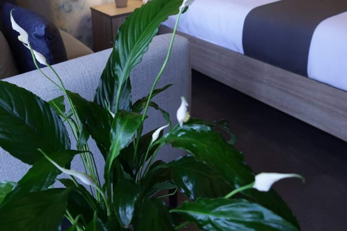 Deluxe-huone, parveke | 1 makuuhuone, äänieristys, silitysrauta/-lauta, ilmainen Wi-Fi