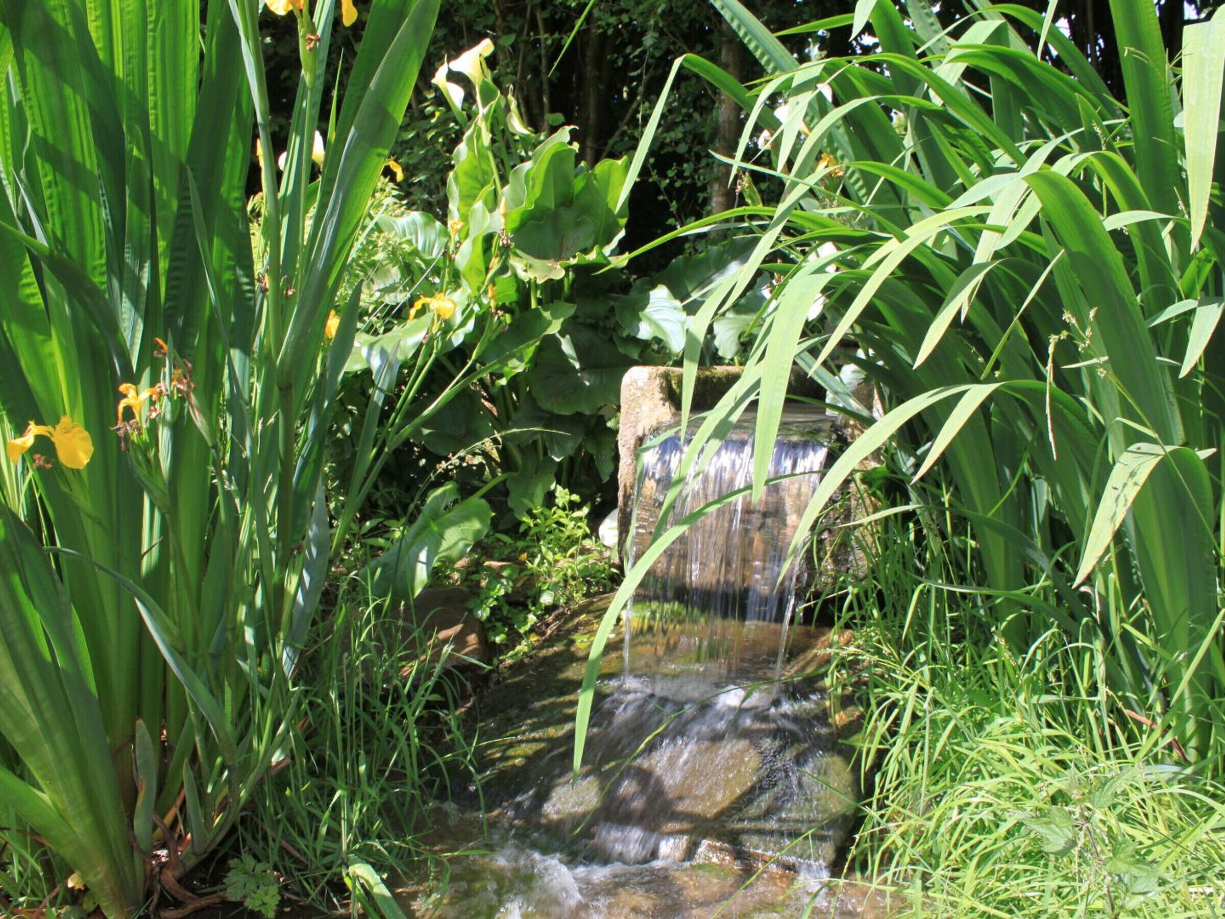 Een kleine waterval in een weelderige tuin met diverse groene planten en gele bloemen.