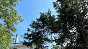 A two-story house with a chimney, a front porch with steps, and a garden area with potted plants and a bench. - Lux Cabin 2/2, HotTub, Wood Fireplace, Soaker Tub, Firepit, Walk to Lighthouse (Tremont)