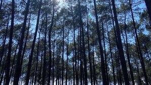 A dense forest of tall trees with sunlight filtering through the canopy. - Maison Clôturée, Plages, Lacs, Océan et Jacuzzi. Animaux de Compagnie Acceptés (Escource)