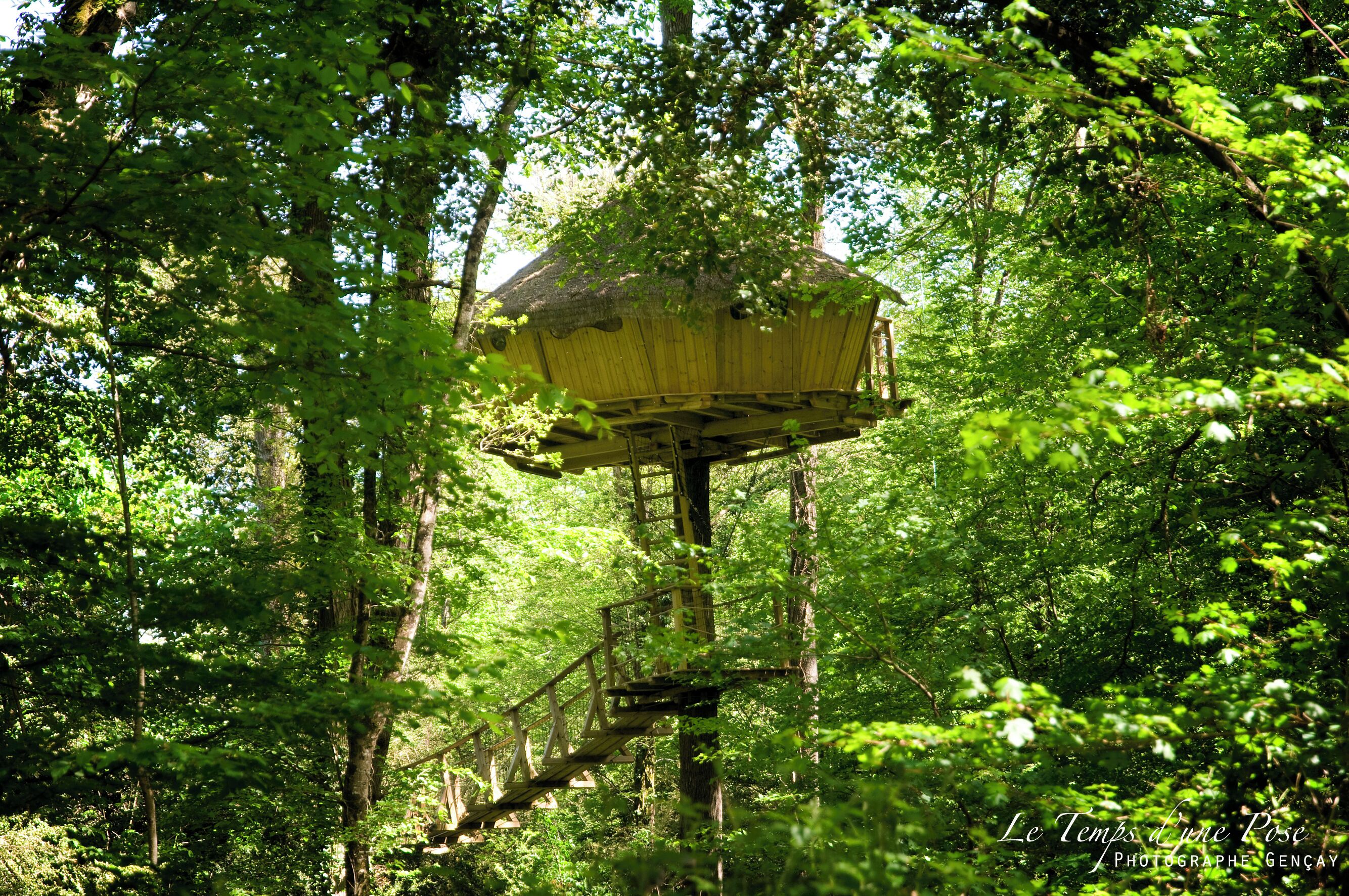 A treehouse with a thatched roof, surrounded by dense forest.