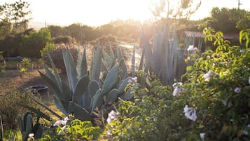 A garden with cacti and flowering plants.