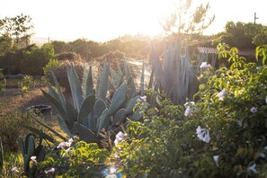 Un jardín con cactus y plantas florecientes.