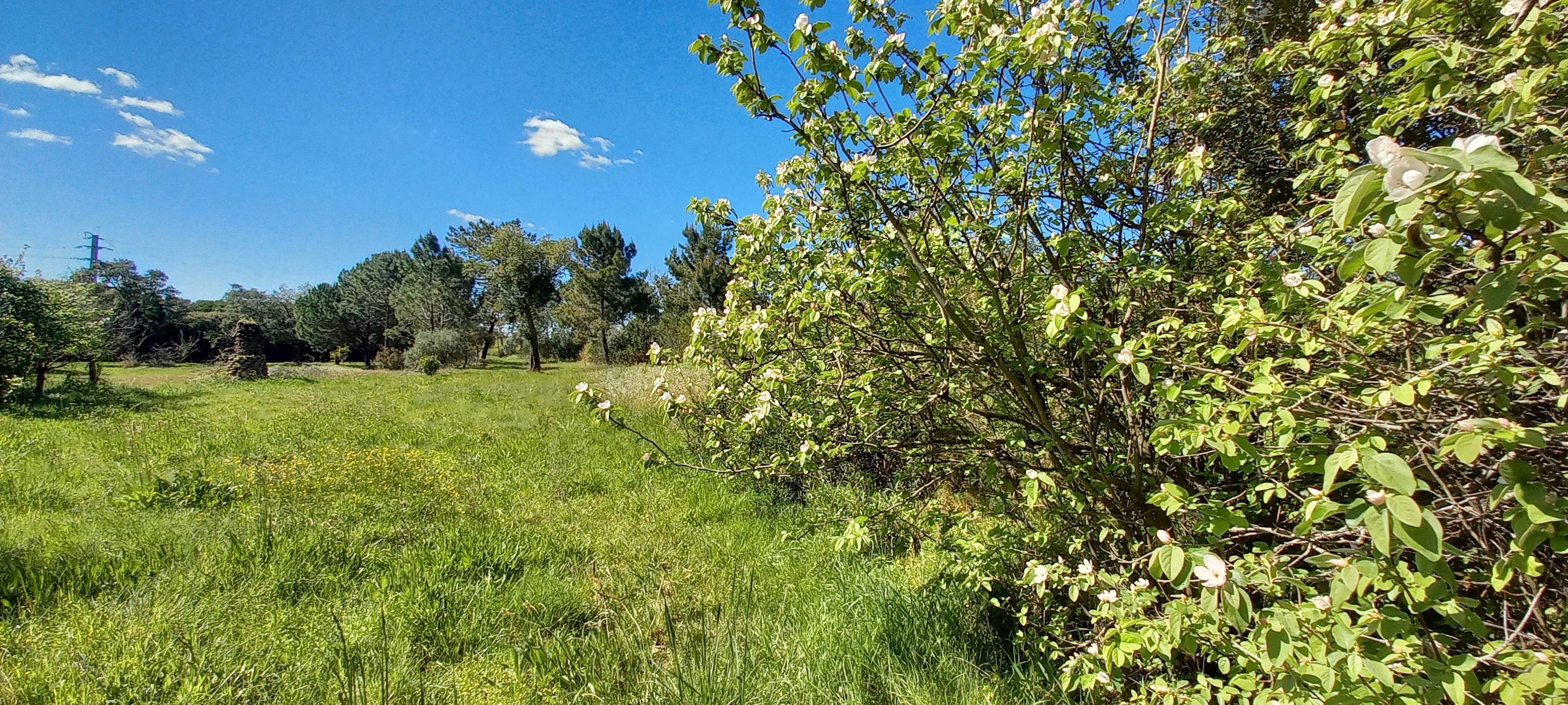 Un champ verdoyant, parsemé d’arbres, sous un ciel dégagé.