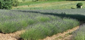 Property grounds - Gite de 38m2 en Campagne en Provence au Pied du Luberon à 15 Minutes du Colorado (Saignon)