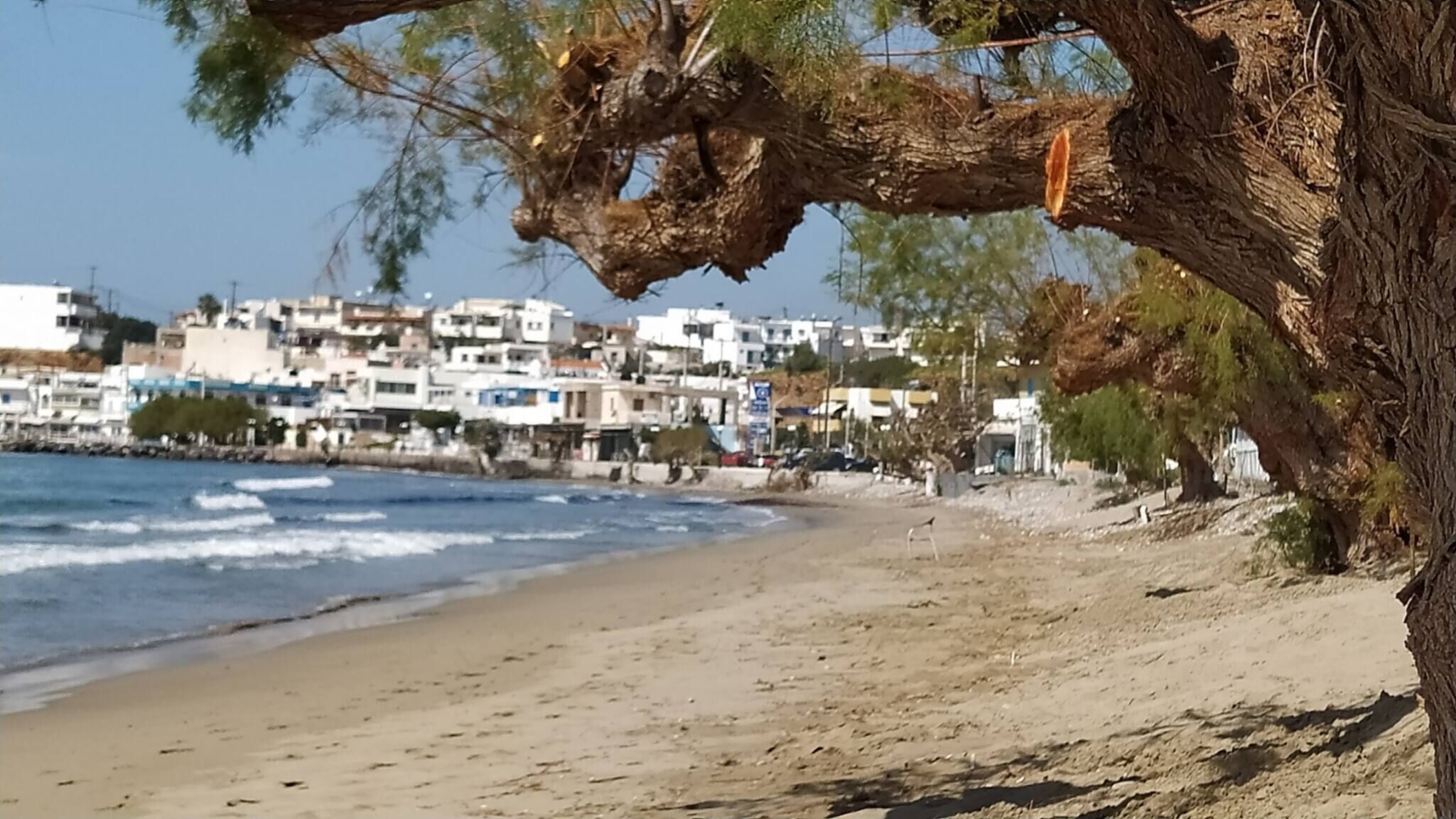 Ein Strand mit einem Baum im Vordergrund, sandigem Ufer und Gebäuden im Hintergrund.