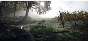 Property grounds - Cozy rural retreat with vineyards just 2.5 km from heritage city of Guimarães
(Guimarães)