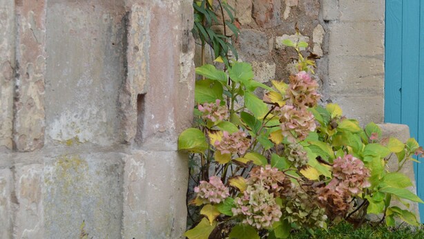A stone wall with a small archway and a plant with pink flowers growing against it. - Gîte La Rose Trémière - Maison Avec Terrasse, Idéale Pour un Séjour en Famille (Joinville)