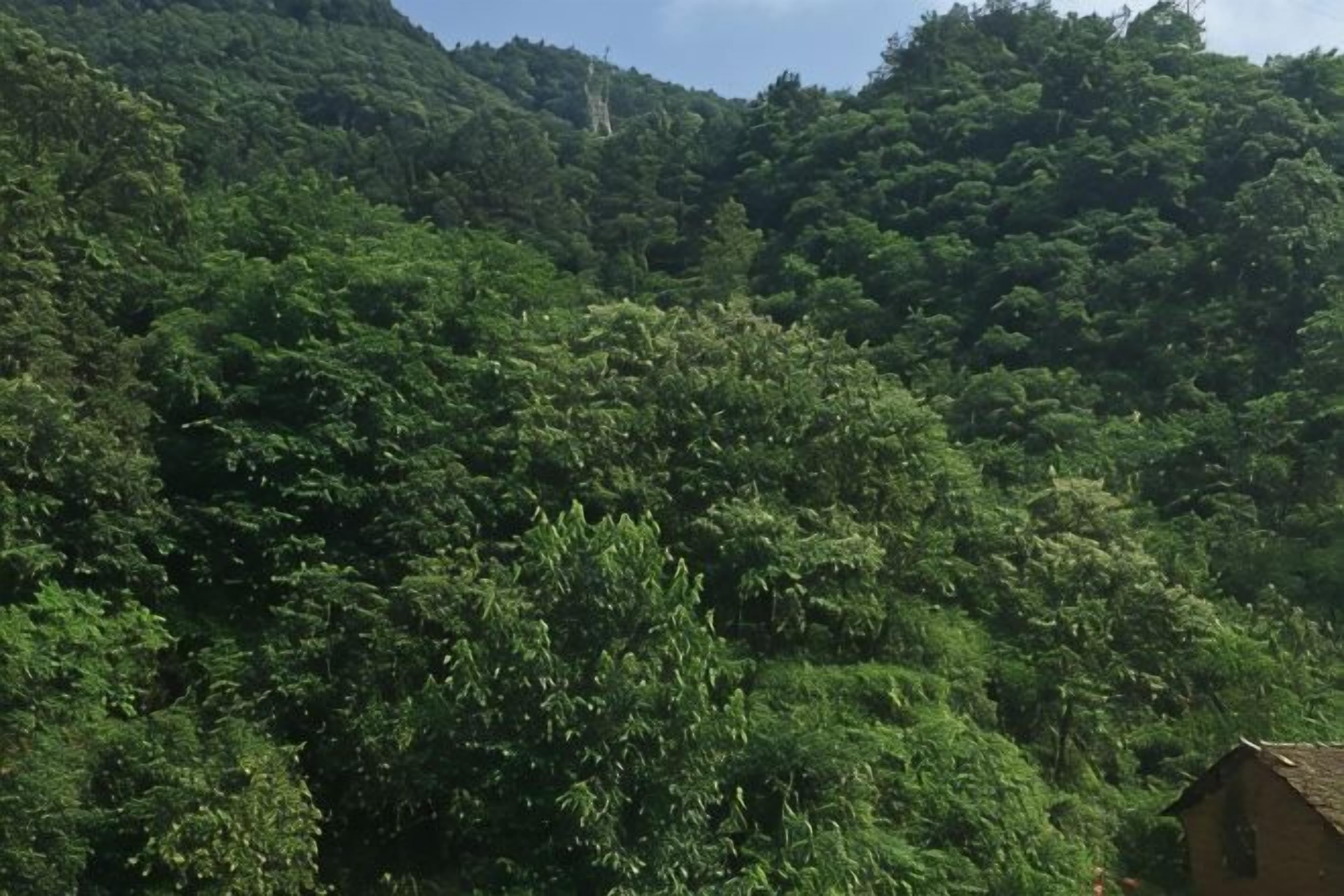 منوع