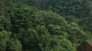 A dense forested hillside with a small building at the bottom right. - Yuxian Tea Farmer Inn (Taohuatan Scenic Area) (Jing County)