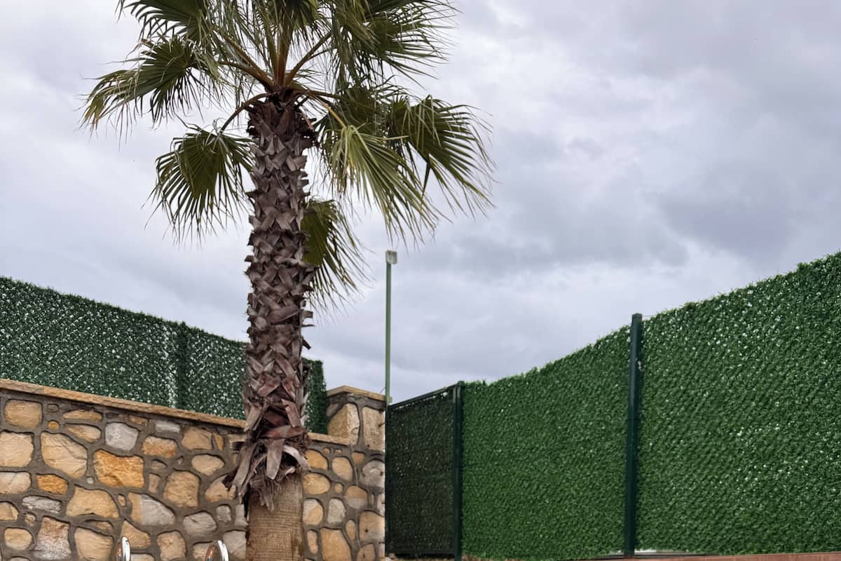 Une piscine bordée de pierres et de mosaïques, un palmier et une terrasse en bois avec une assiette de nourriture et un verre de vin rouge.