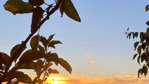 Ein Sonnenuntergang bei klarem Himmel, ein Baum mit grünem Laub und eine ferne Landschaft.
