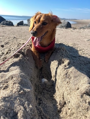 Sun loungers, beach towels - Walk to the Beach! Firepit, games, pets welcome, bring your boat! (Edisto Island)