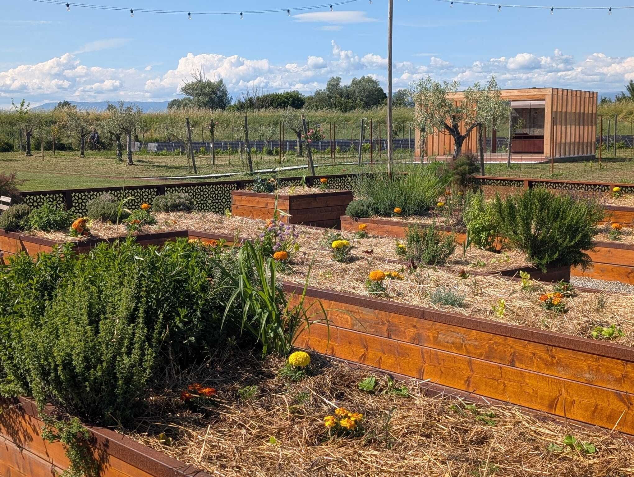 Un jardín en la azotea con bancales elevados, un edificio moderno y un cielo despejado.