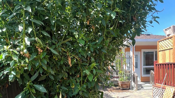 A garden with a metal fence, a potted plant, and a brick pathway.