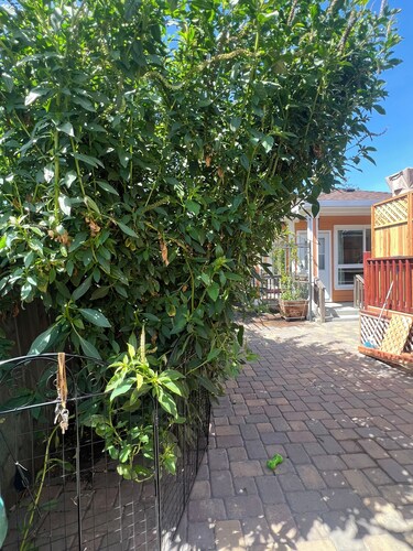 Cozy cottage Richmond CA . Pet friendly  30 min. To SF  2 bedrooms 1 bathroom