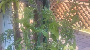 A garden with a tomato plant supported by a wire structure.