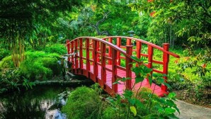 Eine rote Brücke über ruhigem Wasser, umgeben von üppigem Grün.
