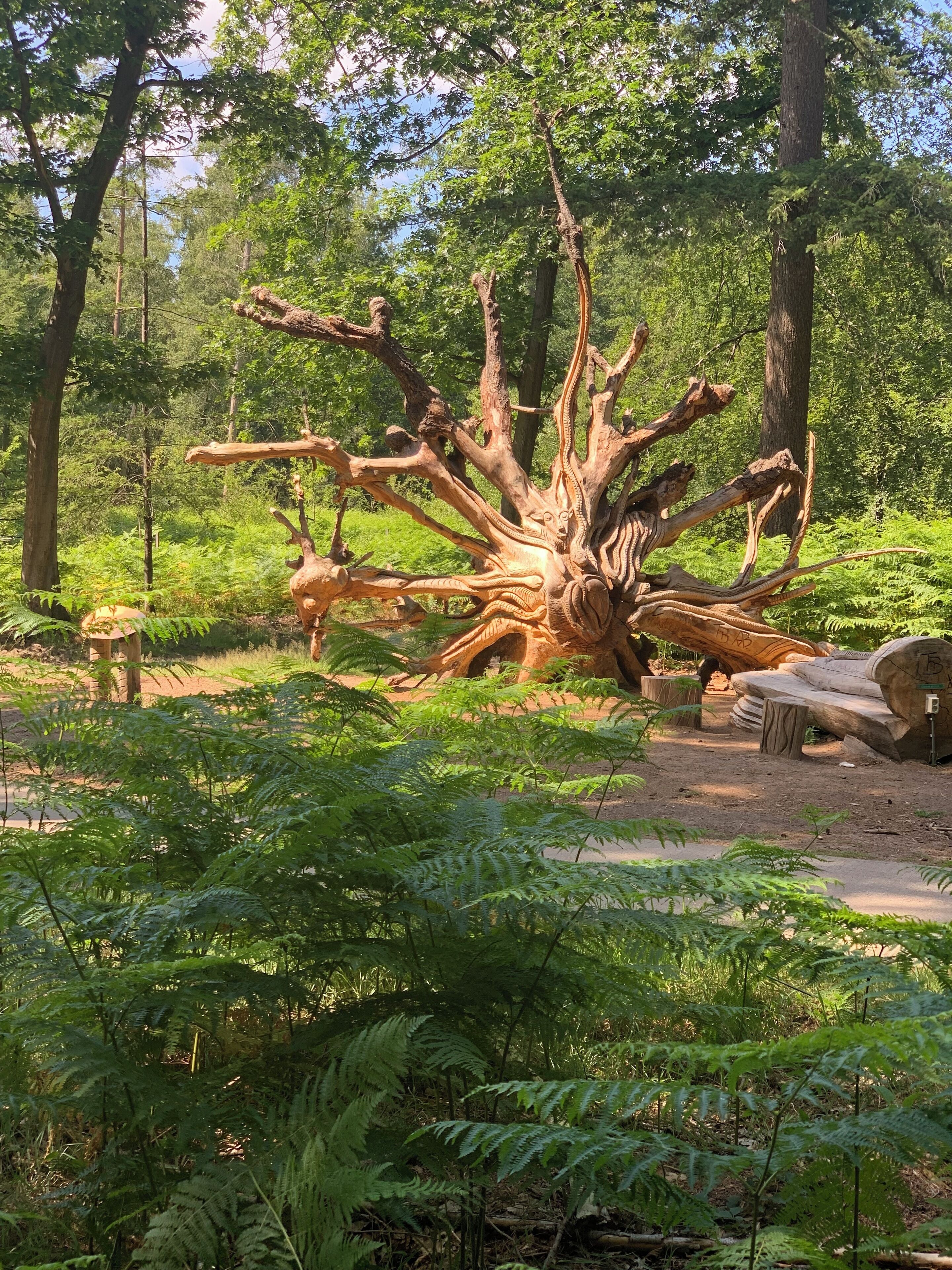 A large, gnarled tree in a forested area with ferns and a wooden bench.