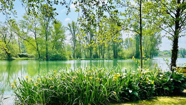 Eine grüne Wiese mit einem See und Bäumen im Hintergrund.