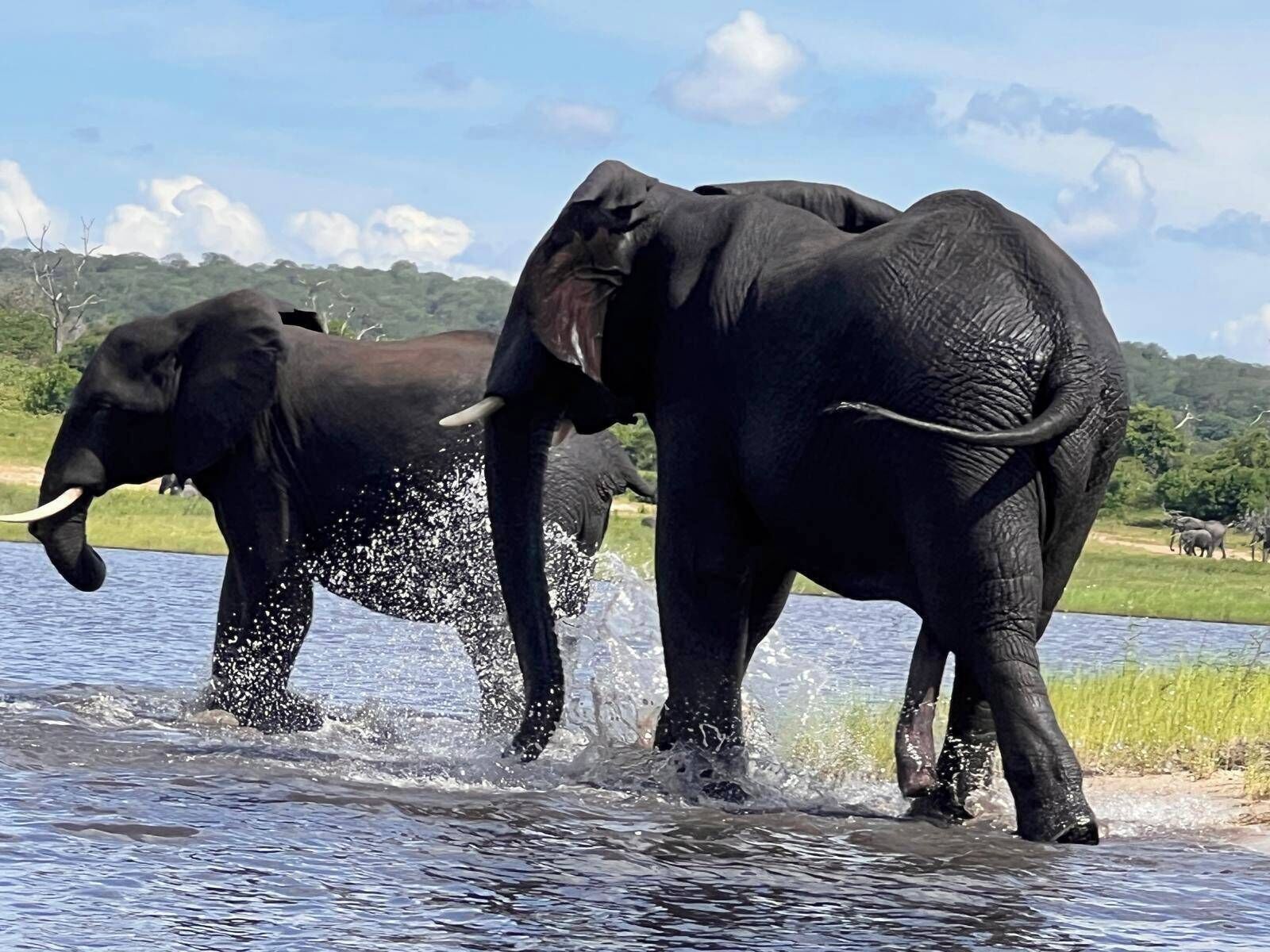 Two elephants in a body of water with a grassy landscape and trees in the background.