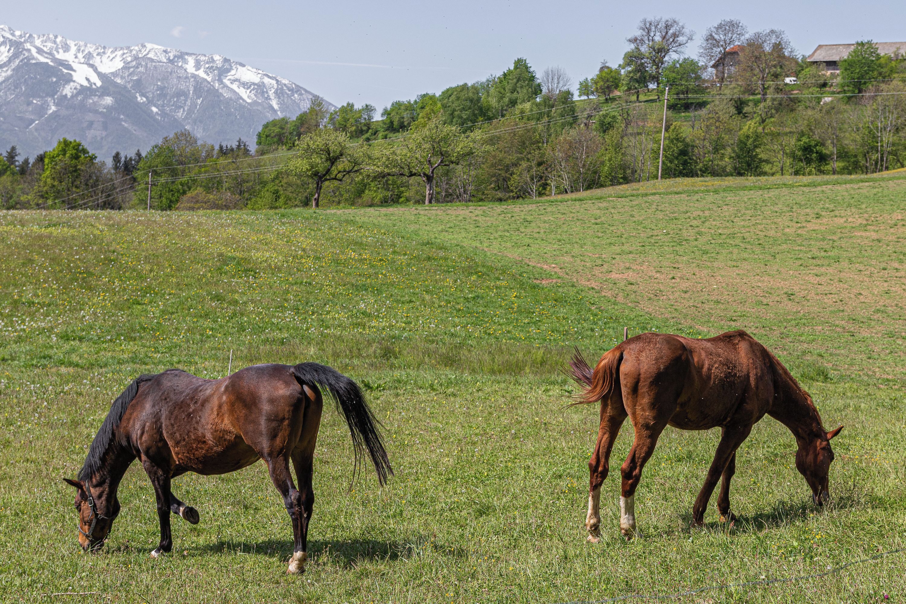 Two horses grazing in a grassy field with a mountain in the background.