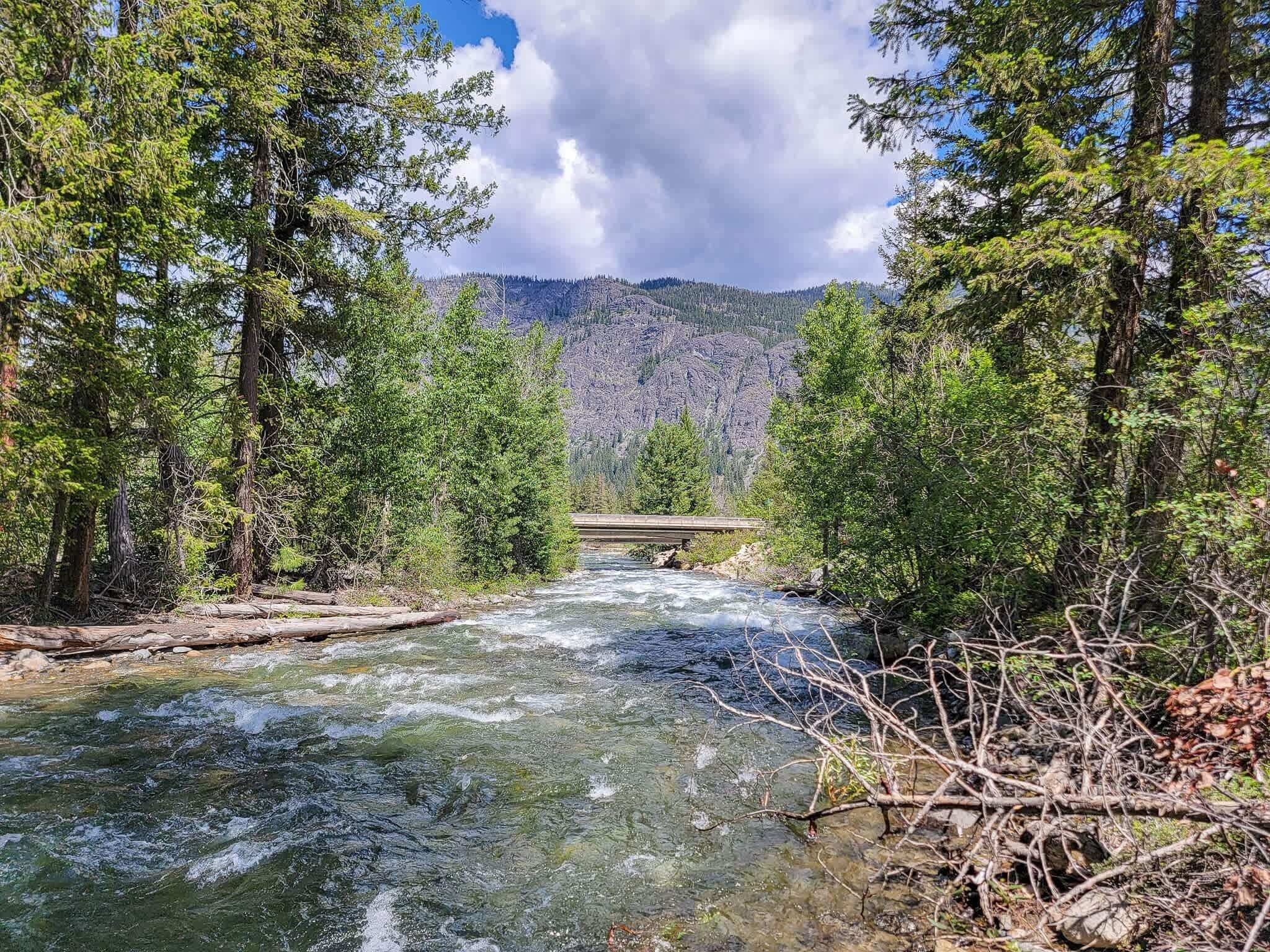 A river flowing through a forest with a bridge in the distance.
