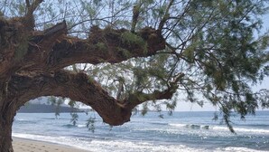 A beach with a large tree providing shade, sandy beach, and ocean waves.