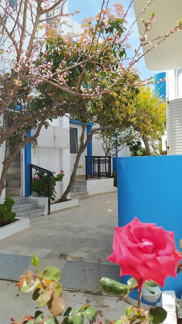 A courtyard with a staircase, a blue fence, and a pink rose.