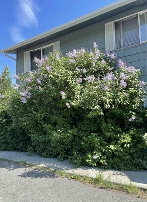 Property grounds - Minutes from downtown Anchorage quiet, gorgeous two bedroom! (Anchorage)