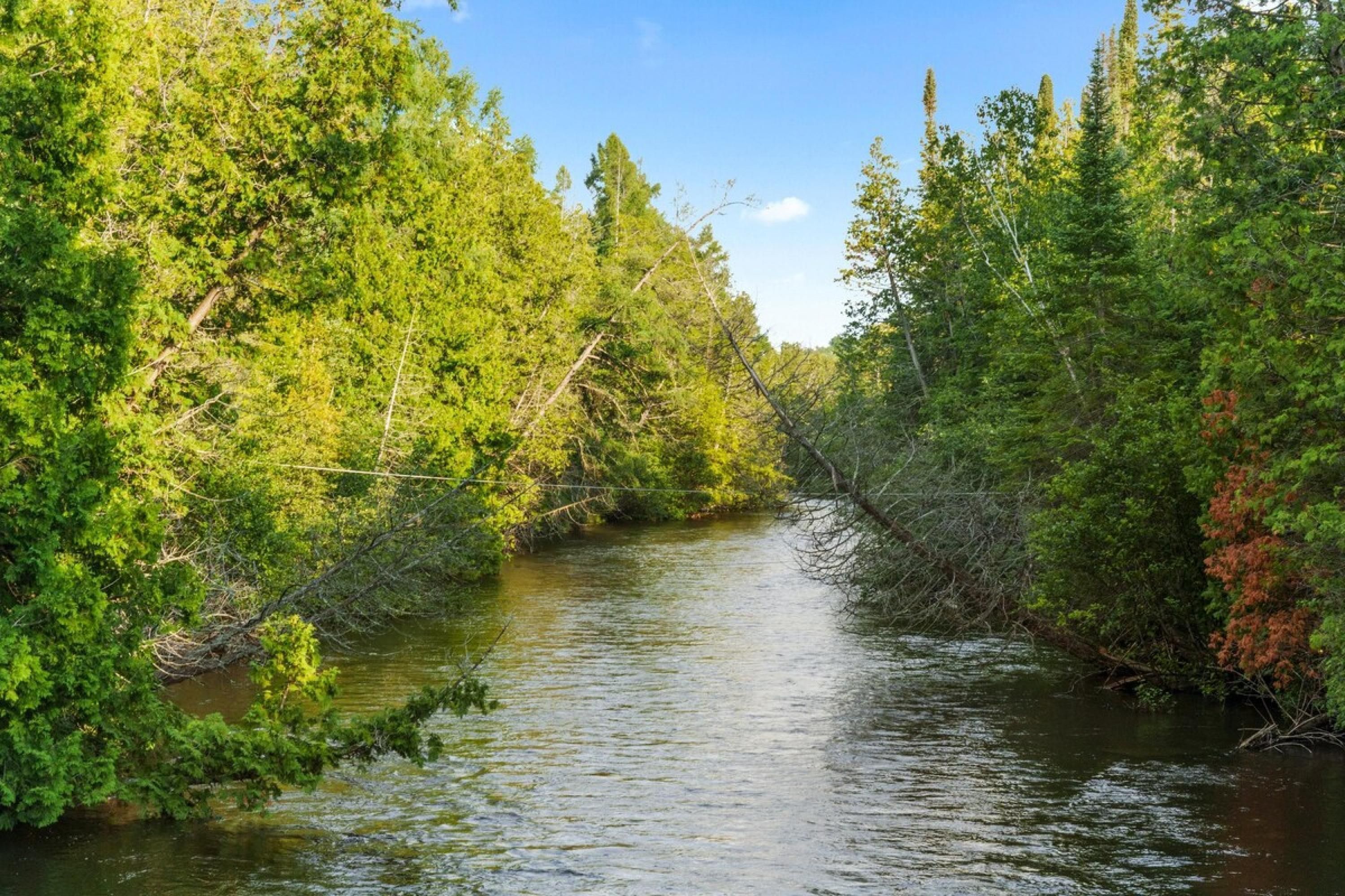 A river surrounded by dense greenery and trees.