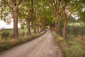 Escape to a serene countryside setting surrounded by lush greenery and a tranquil rural road.