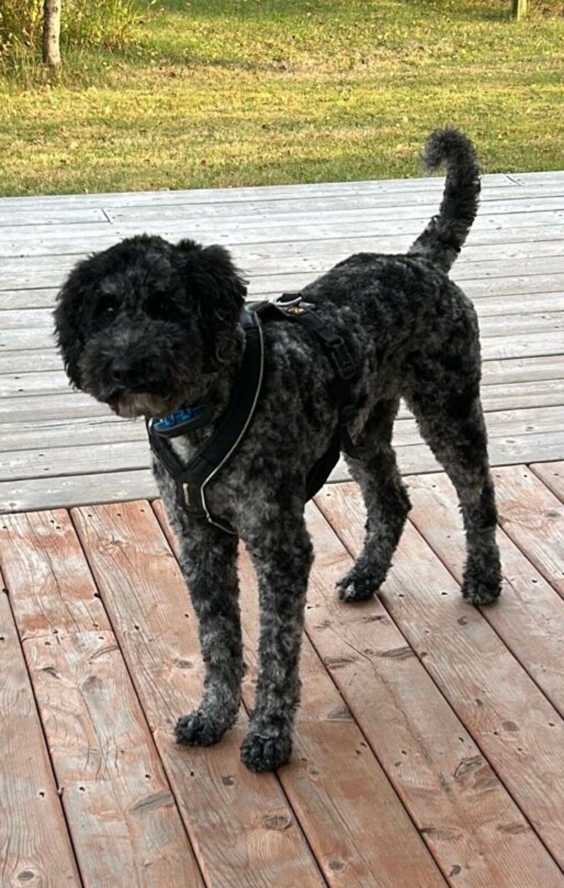 En hund som står på ett trädäck.