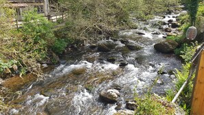 Un río serpentea por una zona boscosa con rocas y árboles.